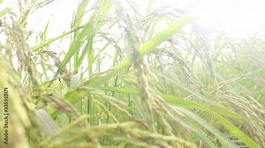 VDO green rice under sun light.Close up Rice in field at north Thailand.