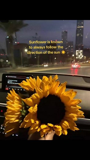 Meanings of Sunflowers: Symbolism, Gifts, and Facts
