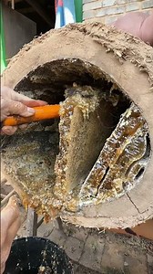 Opening a Traditional Mud Beehive for Collecting Wild Honey !