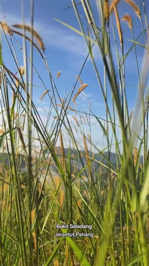Bukit Seladang, Jerantut, Pahang #tourismpahang #tourism #jerantut #pahang #fyp #周杰伦