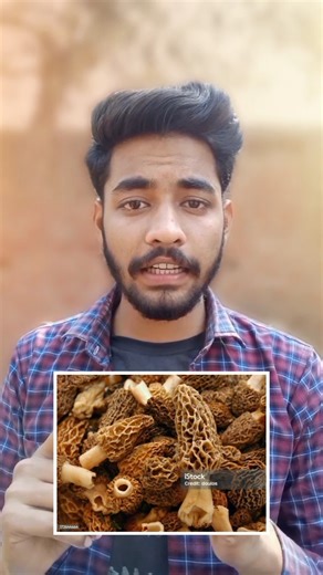 “Benefits of Gucci mushroom”