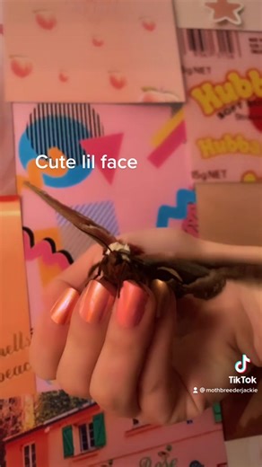 ✨a west coast✨ giant silk #moth species #insects #rue21BeYouChallenge #nails #animals #moth #mothbreeder #butterfly #california