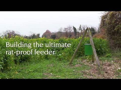 Building the ultimate rat-proof gamebird feeder