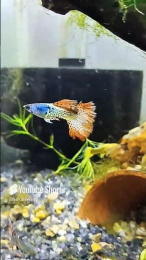 Beautiful Exotic Guppy Fish in Planted Tank #shorts
