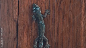 Slow-mo of a gecko shedding its skin on a wooden surface, highlighting the detailed process and texture of the shed skin.