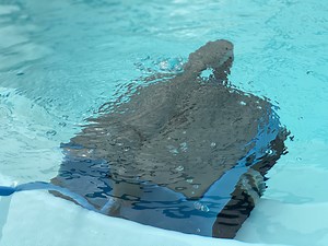 Pooldammsugare/poolrobot: 4 modeller i test