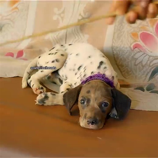 Understanding Dog Happiness: Signs and Tips