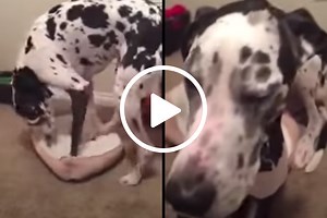 Giant Great Dane is Determined to Fit Himself on a Tiny Bed