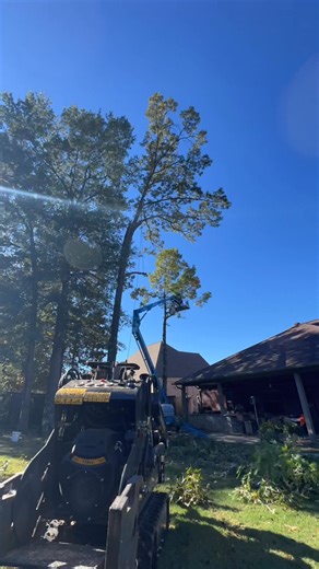 Breezy time lapse | Raggedy Trailer Tree Service