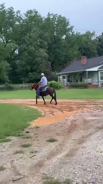 1.4K views | To be at sale 8/19/23. 54in mule rides good. You can pick up all 4 feet, stands for baths and shoes. She is good for the vet. She is a little funny about taking the bridle but once it’s on she rides like a dream. | Woods Livestock Auction | Facebook