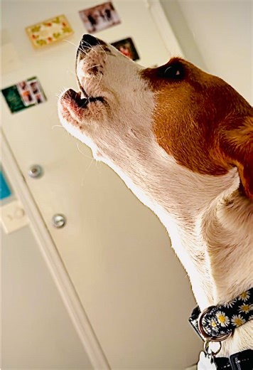 Daisy the Lemon Beagle’s Soulful Howl for Attention