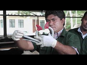 Routes of Drug Administration in Cattle