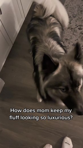 Chaos The Wooly Husky on TikTok