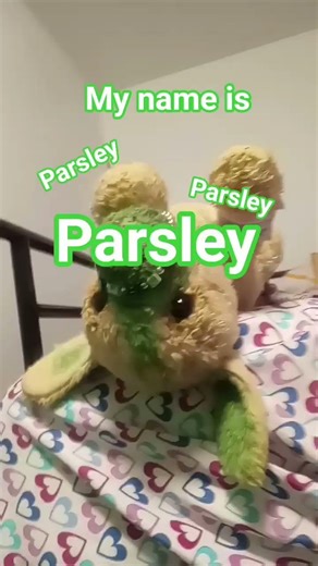 my ESSA parsley the golden yellow lab mix ✨✨✨