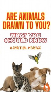 The Spiritual Meaning Behind Animals Being Drawn to You - #spiritual #animalguides #lovetarot