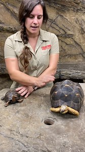 120K views · 3.3K reactions | Turtles Vs Tortoises勞 | The Reptile Zoo | Facebook