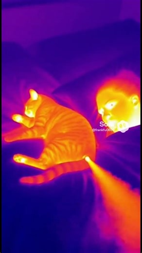 This is what a fart looks like... 💨 #cat #funny