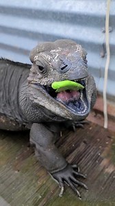 431K views · 4.2K reactions | Feeding Iguana a Cactus! at Iguanaland Florida | Wild Charles | Facebook