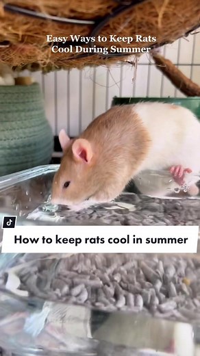 Hotel Rat Enrichment Co. on TikTok