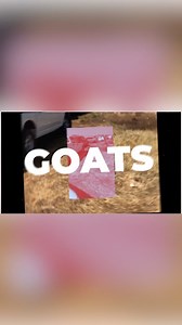 Creating a Feeding plan for your goat farming project is very essential as it gives you the best results of your farming. We will dwell into this discussion more - check our Youtube Channel Learn Goat and subcribe to get more. Our online trainings are kicking off soon. #goatfarming #farmingtips #goatsoftiktok #goat #farming #management #makingthemoney #southafrica #farmerlife #farmers #onlinetraining #businessowner #online | Mpendulo Bmj Mbatha