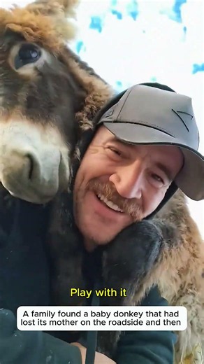 Rescuing a Lost Baby Donkey #donkey #wildlife #rescue #animal #lovestory #animalfriendship #cute