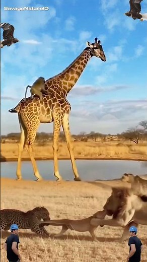 Wild Fight: Leopard vs Giraffe – Who Dominates ?