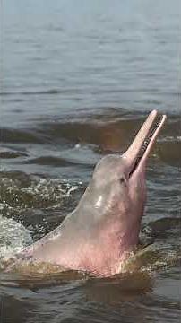 You Won’t Believe These Amazon River Facts!