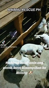 TULOG NA SILA 🐕‍🦺 | Animal Rescue PH