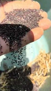 My first time harvesting Komatsuna seeds. The pods have dried out, so I'm collecting the seeds. I...