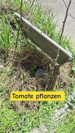 Tomate ins Freiland setzen und etwas beschatten für die Eingewöhnung