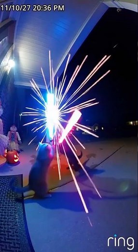 Jedi Cats Lightsaber Battle