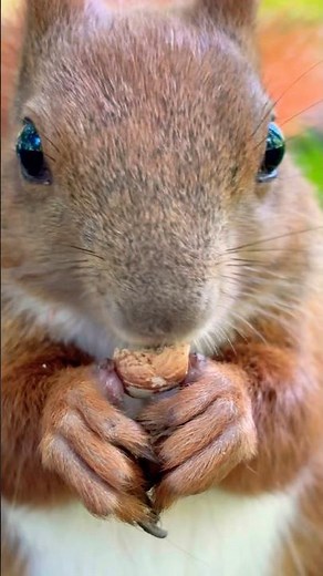 When a squirrel knows her angles😅