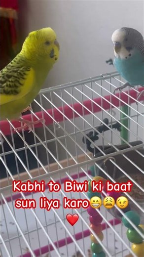 Two cutie birds playing❤️😍😉#parakeet #trending #shorts