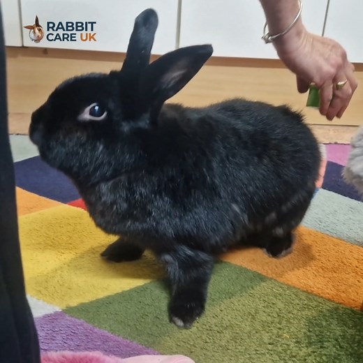 Healthy rabbits start with high-quality nutrition. Our Sherwood Snackies and supplements deliver natural, science-backed support for digestion, joints, appetite and overall wellbeing. These two bunnies can’t get enough and yours won’t either! Discover the Sherwood Pet Health range at RabbitCare.uk Fast UK shipping • Trusted by rabbit owners • Natural ingredients only rabbitcare.uk | Rabbit Care UK