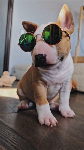 This Is How a Bull Terrier Grows!