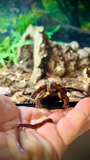 35K views · 3.1K reactions | How to Perch Your Turtle  #geoemydaspengleri #gardenstatetortoise #babyturtle #tortoise #turtle #reels #animals #pets #otistheturtle #crazyanimals #crazypets #funnyanimals #funnyvideos | Garden State Tortoise | Facebook