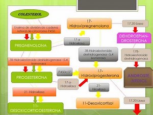 Formación de hormonas a partir del colesterol