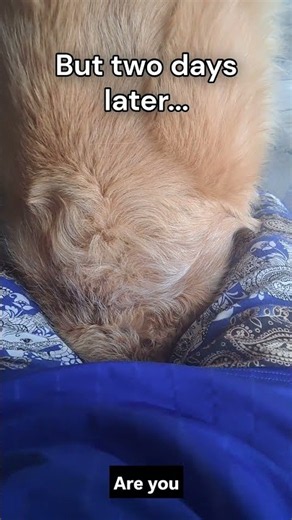 When a cat sitter has to nurse a Golden Retriever... 🐾