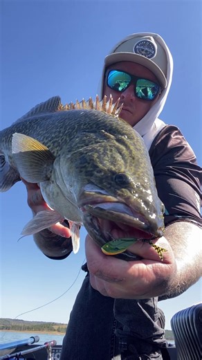This Murray cod wasn't missing out on dessert! Thomas Blanck with beautiful Murray cod that ate a snack size TT SwitcMinnow metal vibration blade that was meant for a golden perch. Bring it on! 🎥 @tommy_blanck_fishing TT SwitchMinnow metal vibration blade has a bite size baitfish profile and a unique, colour-matched silicone tail that creates more action and attraction, vibrating on the retrieve and 'swimming' on the fall to attract fish and trigger strikes. Check out the full range of colours 