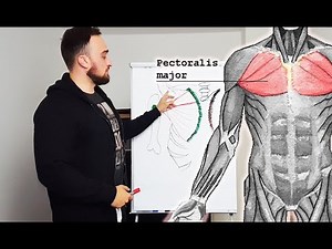 RICHTIG DIE BRUST AUFBAUEN 💪 ANATOMIE UND TRAININGSTIPPS! Fitness Info Video PowrotTV