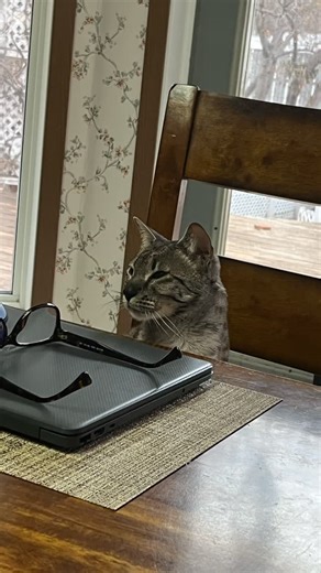 4 comments | My CEO!! #savannahcatsofinstagram #writer | Kelly Jean Ranger | Facebook