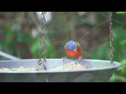 Painted Bunting Song + Call | Bird Sounds / Audio (Updated no music)