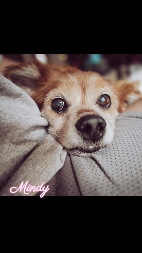 Devore shelter survivor Mindy (formerly Mandy) is out of isolation & pneumonia free. She's had a much needed dental (poor girl had exposed roots) & is now officially ready for a furever home or until adopted foster! Mindy is a calm, quiet girl who would love a lap to lay on. Some need to knows: ♡ 10 years old ♡ 15 lbs ♡ does well with other dogs of all sizes ♡ cat friendly ♡ crate trained ♡ walks well on leash ♡ ideal home would be calmer & quieter environment ♡ spayed ♡ fully vaccinated ♡ micro