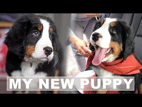 Bernese Mountain Dog Puppies - Bringing Home A New Puppy