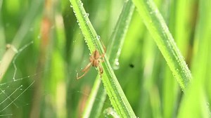 Araignée Philodromidae dans un champ de : vidéo de stock (100 % libre de droit) 3933405125 | Shutterstock