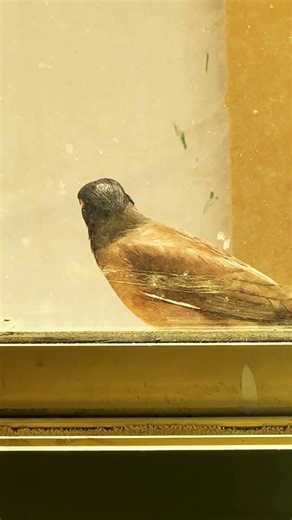 Bird flying away to call other birds for food 🥰#shortvideo #animals #birds #cat #slowmotionnature