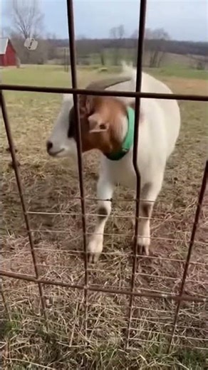 Trapped in a Fence—He Couldn’t Pull Back 💔