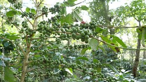Green coffee beans on a coffee tree branch in organic farm. high yield coffee beans