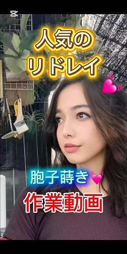 ビカクシダ・リドレイの胞子培養します💓 #ビカクシダ#リドレイ#胞子#レイアウト#イオンの小部屋#植物女子#水草女子