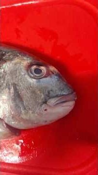 The Easiest Way to Fillet a Fish at Home 🐟#fish #fillet #fishing #cooking #food